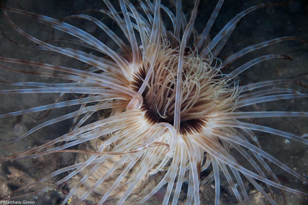 Bed and Breakfast Puravida Divehouse Sagres Zewnętrze zdjęcie